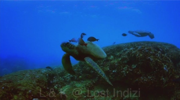 bscap0084