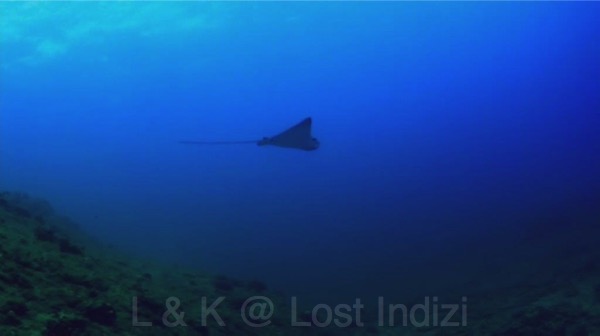 bscap0086