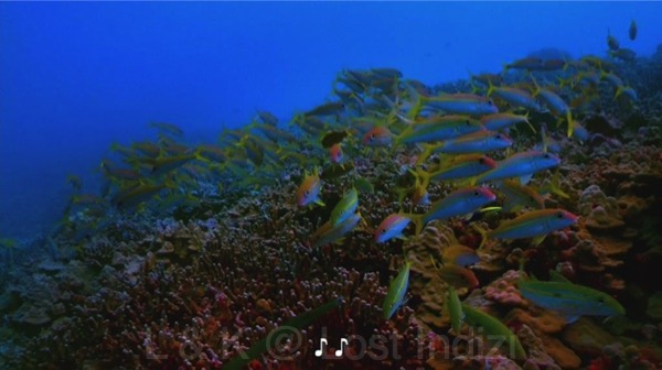 bscap0087