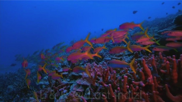 bscap0088