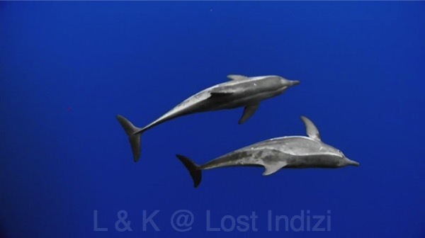 bscap0091