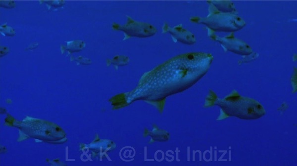 bscap0093